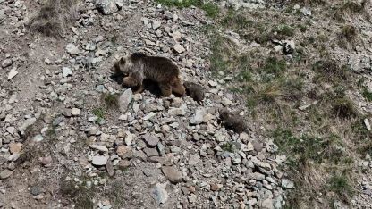 Erzurum Oltu’da bozayı iki yavrusuyla görüntülendi
