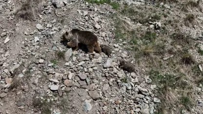 Erzurum Oltu’da bozayı iki yavrusuyla görüntülendi