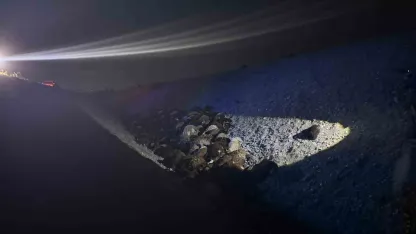 Iğdır’da arı saldırısı faciaya dönüştü: 400 koyun telef oldu