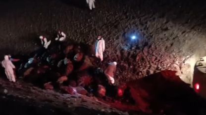 Iğdır’da arı saldırısının bilançosu: 816 koyun telef