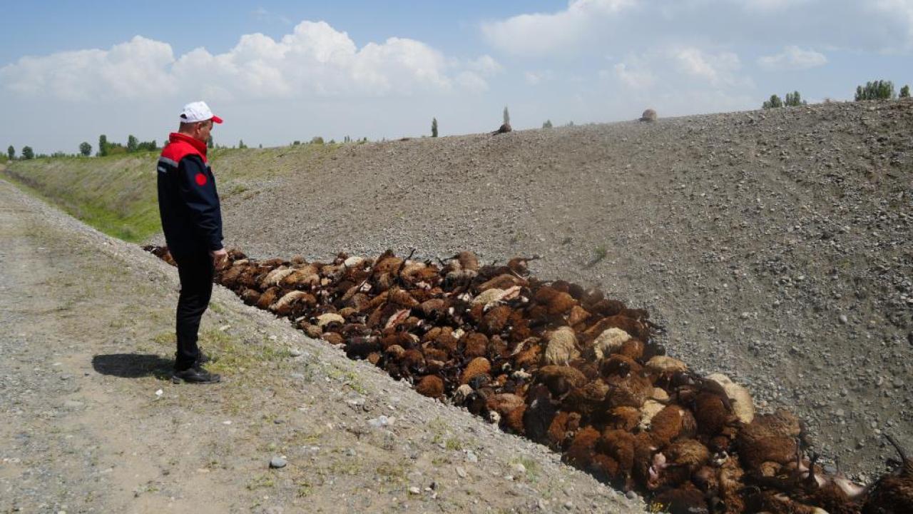 Iğdır’daki arı saldırısının ardından bölgede hasar tespiti sürüyor