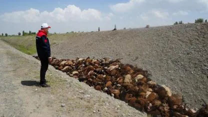 Iğdır’daki arı saldırısının ardından bölgede inceleme