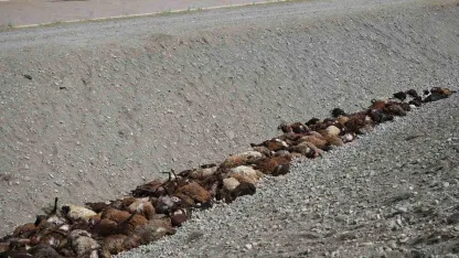 Iğdır’daki arı saldırısının ardından bölgede hasar tespiti sürüyor