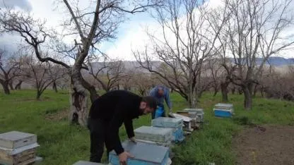 Kovanlarda bahar bakımı