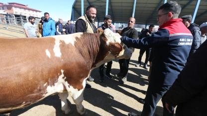 Kars’ta kurbanlık sevkiyatında sıkı denetim