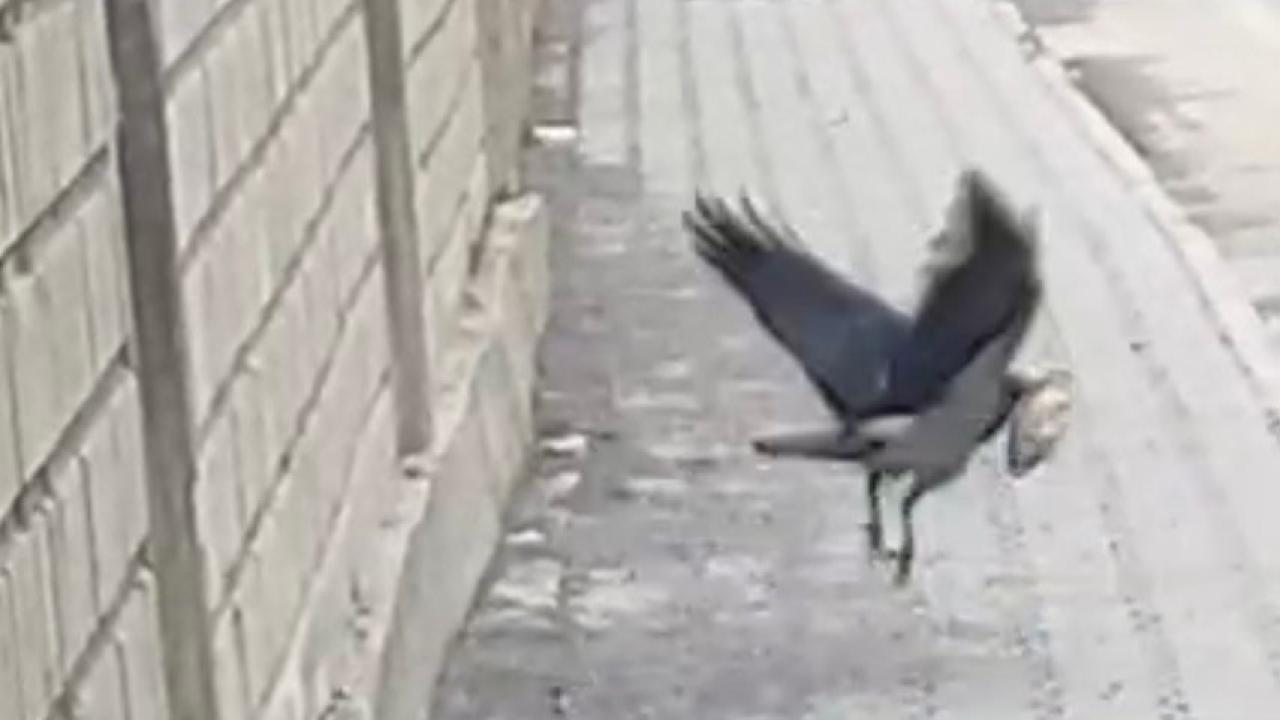 Öğrencilerin iyilik girişimi karga pususuyla son buldu