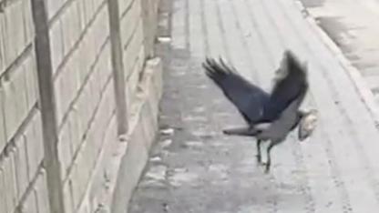 Öğrencilerin iyilik girişimi karga pususuyla son buldu