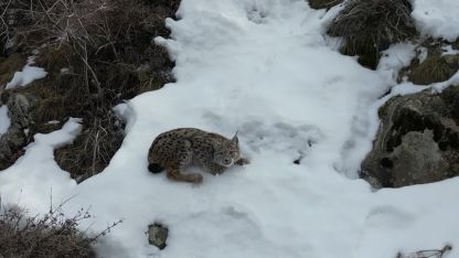 Osmanlı Sarayı’nın "Erzurum" şifresi: 469 yıllık vaşak fermanı