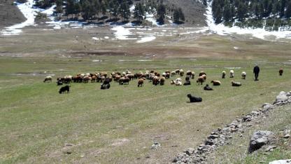 Sarıkamış'ta hayvanlar meraya kavuştu