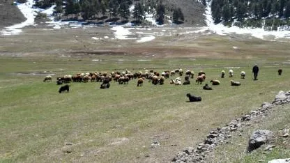 Sarıkamış'ta hayvanlar meraya kavuştu