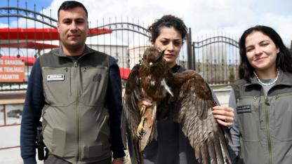Sarıkamış’ta yaralı bulunan kızıl şahin tedavi altına alındı