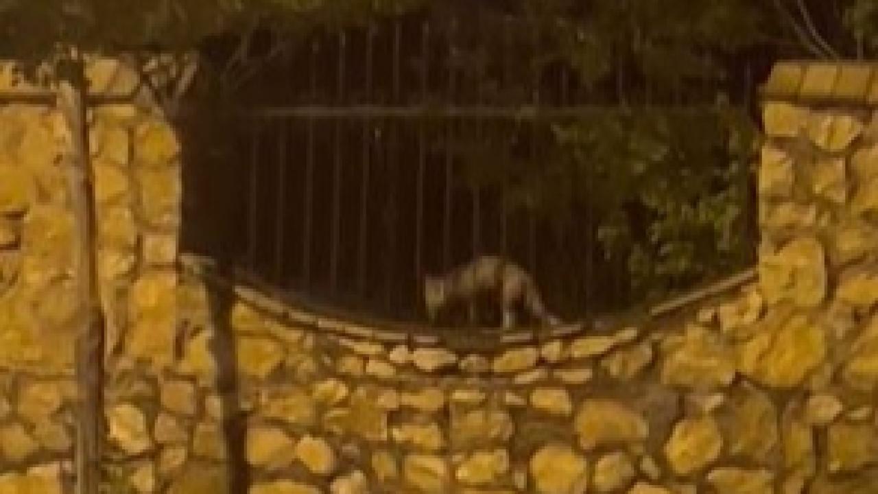 Tilkinin tavukla kaçışı kamerada