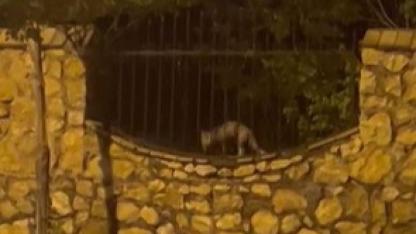 Tilkinin tavukla kaçışı kamerada