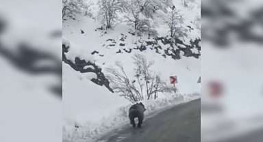 Tunceli'de Kış Uykusunu Bozan Ayı Kamerada