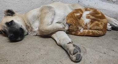 Tunceli'nin Sokaklarında Sıcak Dostluk: Kedi ve Köpek Yürekleri Isıttı